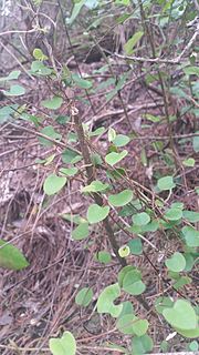 <i>Muehlenbeckia australis</i> Species of flowering plant