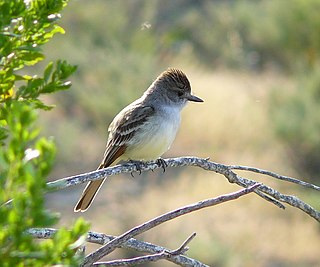 <span class="mw-page-title-main">Ash-throated flycatcher</span> Species of bird