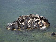 Pod of seals on Baikal