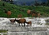 Elk at the Opal Terrace at Mammoth Hot Springs, Yellowstone National Park