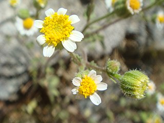 <span class="mw-page-title-main">Perityleae</span> Tribe of flowering plants