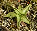 Pinguicula vulgaris plant