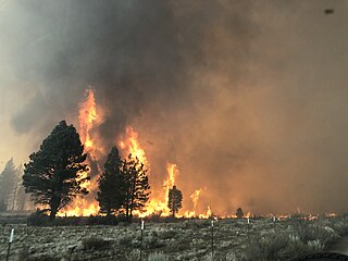 <span class="mw-page-title-main">2021 Oregon wildfires</span> 2021 wildfire season in the U.S. state of Oregon