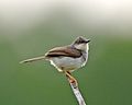 Grey-breasted Prinia  (Prinia hodgsonii, cat. )