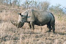 Witte neushoorn (Ceratotherium simum)