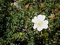 Rosa spinosissima