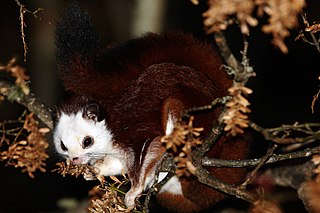 <span class="mw-page-title-main">Red and white giant flying squirrel</span> Species of rodent