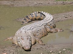 Saltwater crocodile