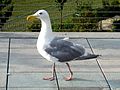 Larus glaucescens (cat.)