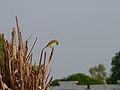 Mosambikgirlitz Yellow-fronted Canary