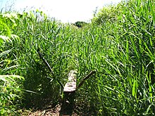 Two wooden posts set in the ground and crossing at an angle supporting a wooden board which disappears into tall green reeds