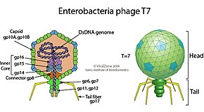 Annotated schematic drawing of a Enterobacteria phage T7 virion (cross section and side view) T7likevirus virion.jpg