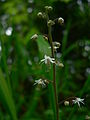 Squak Mountain State Park