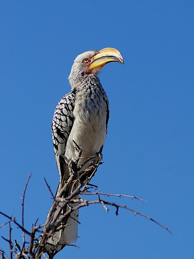 'n Geelbekneushoringvoël in die Etosha Nasionale Park, Namibië.