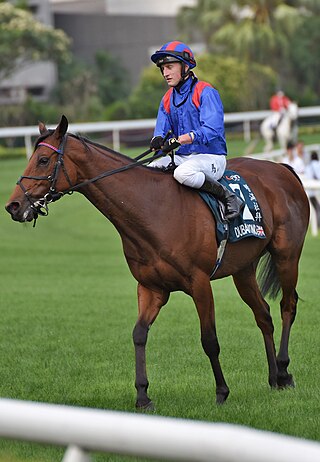 <span class="mw-page-title-main">Tom Marquand</span> British jockey