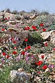 Tulips blooming in the Negev Mountains around early spring