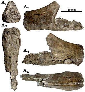 <i>Uktenadactylus</i> Genus of anhanguerid pterosaur from the Early Cretaceous