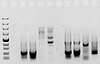 Aquest gel d'agarosa tenyit amb bromur d'etidi mostra diversos productes de PCR obtinguts mitjançant diferents encebadors amb un baix nivell d'especificitat.