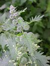 Urtica pilulifera Sardinia.jpg