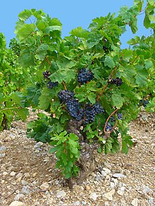 Vitis vinifera 001.jpg