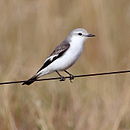 Monjita rabadilla blanca en Chapada dos Veadeiros - GO - Brasil