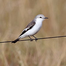 Xolmis velatus-White-rumped Monjita.JPG