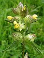 Snjallabjalla (Rhinanthus minor)