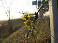 Hockenheim, Dezember 2017