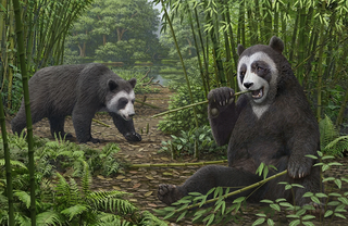 <i>Ailurarctos</i> Extinct genus of bears