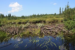 <span class="mw-page-title-main">Beaver dam</span> Dam constructed by beavers