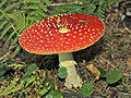 Rebentabois (Amanita muscaria).