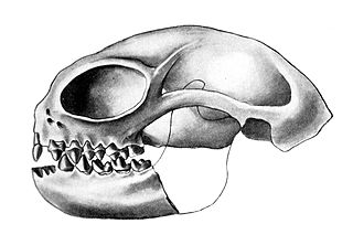 <span class="mw-page-title-main">Omomyidae</span> Extinct family of primates