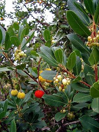 <span class="mw-page-title-main">Flora of Italy</span> Plant species of Italy