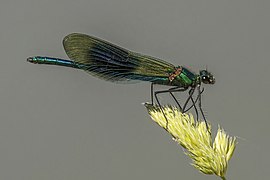 Banded demoiselle damselfly (Calopteryx splendens) male 4