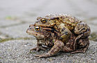 Bufo bufo (Erdkrötenpaar) [D]