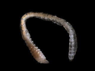 <span class="mw-page-title-main">Scolecida</span> Subclass of annelid worms