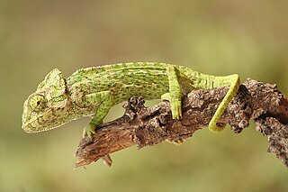 <span class="mw-page-title-main">Chamaeleontiformes</span> Clade of lizards