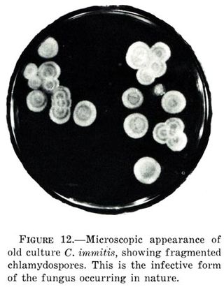 <i>Coccidioides</i> Genus of fungi