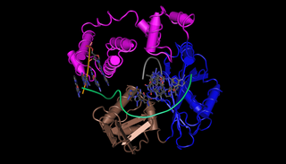 <span class="mw-page-title-main">DNA polymerase lambda</span> Protein-coding gene in the species Homo sapiens