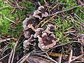 Thelephora terrestris Ehrh.; de: Erdwarzenpilz