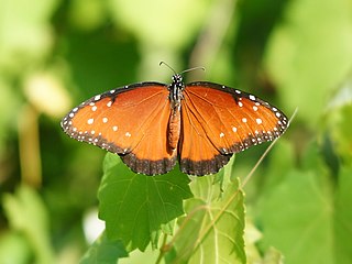 <span class="mw-page-title-main">Backyard Wildlife Habitat</span> American ecological program