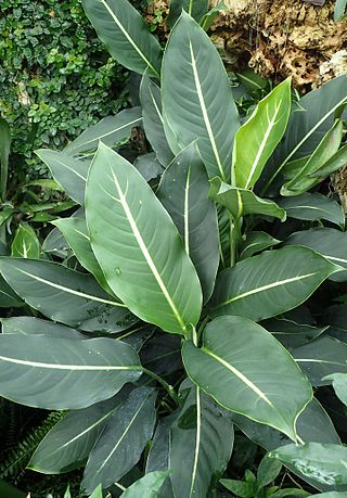 <i>Dieffenbachia</i> Genus of plants