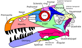 <span class="mw-page-title-main">Prefrontal bone</span>