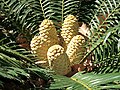 Cones on an Encephalartos cycad