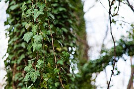 Hedera helix