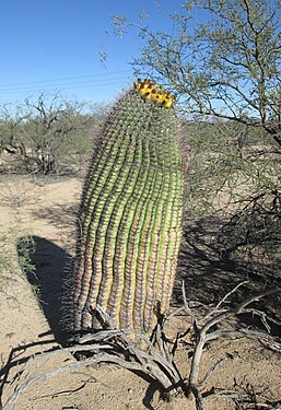 Large fishhook barrel cactus near Sahuarita, Arizona