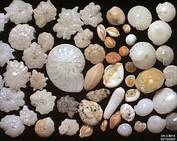 Forams from a beach