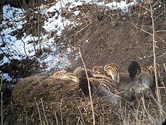 18.4.06 Wildschweine