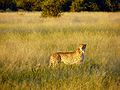 Chobe Ulusal Park'ında çita