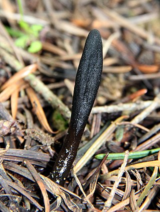 <i>Glutinoglossum</i> Genus of fungi